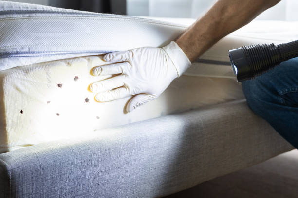 Best Cockroach Control Services  in Jackpot, NV